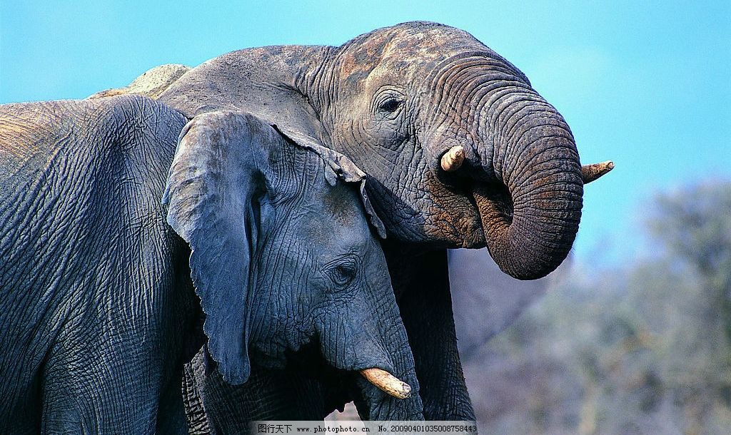 大象图片,动物 生物世界 野生动物 摄影图库-图行天下图库