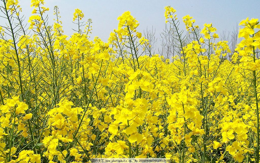 油菜花图片图片