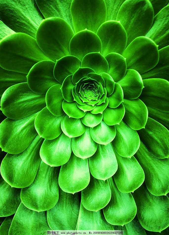 绿色花朵图片_自然风景_旅游摄影_图行天下图库