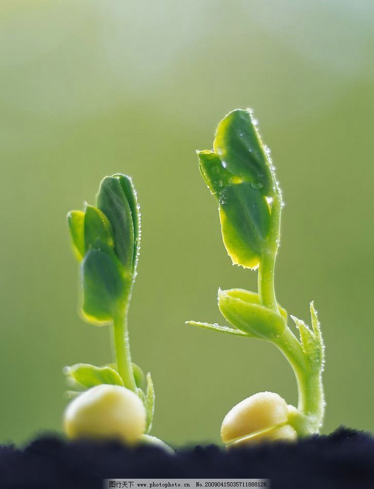 ppt 背景 壁纸 电脑桌面 发芽 绿色 绿色植物 嫩芽 嫩叶 新芽 植物