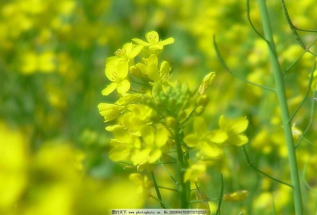 油菜花图片图片