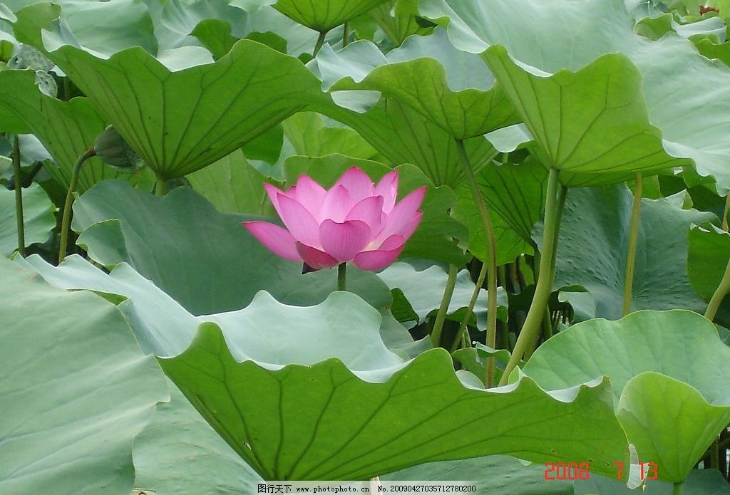 荷花池商场穿心莲行情暂稳