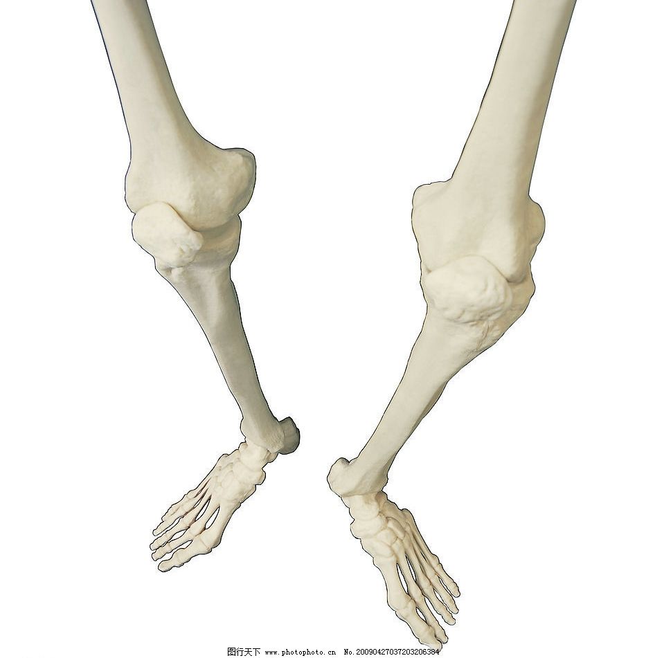 器官模型图片,腿骨 教学 医疗 医学 生活百科 学习办公-图行天下图库