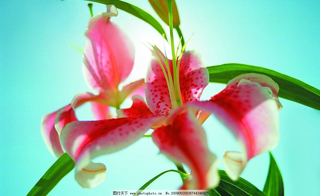 线条 百合花 纹身内容图片分享