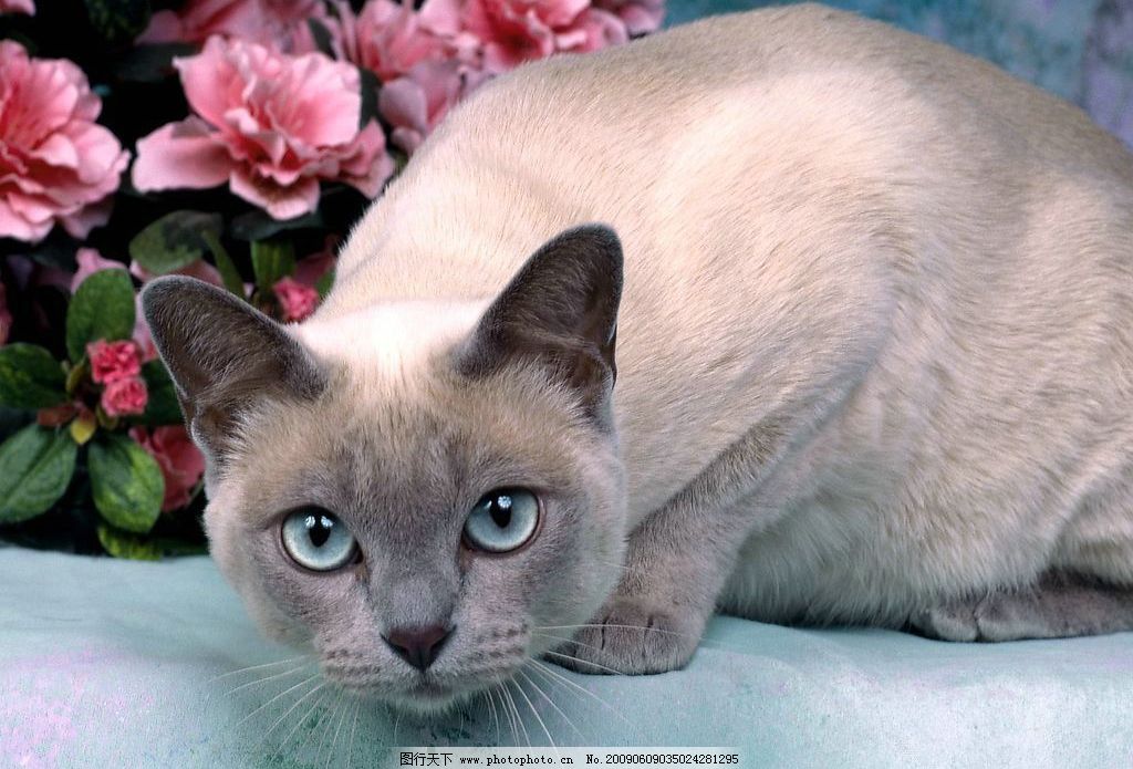 金黄色的蛇 蛇 石头 金黄色 野生动物 生物世界 摄影 350dpi jpg