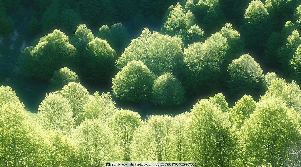 森林树木图片,美丽风景 高山 景色 花草 自然景
