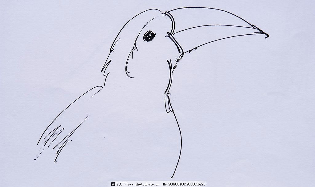 鸟钢笔画 鸟 速写 线条 黑白 钢笔画 文化艺术 绘