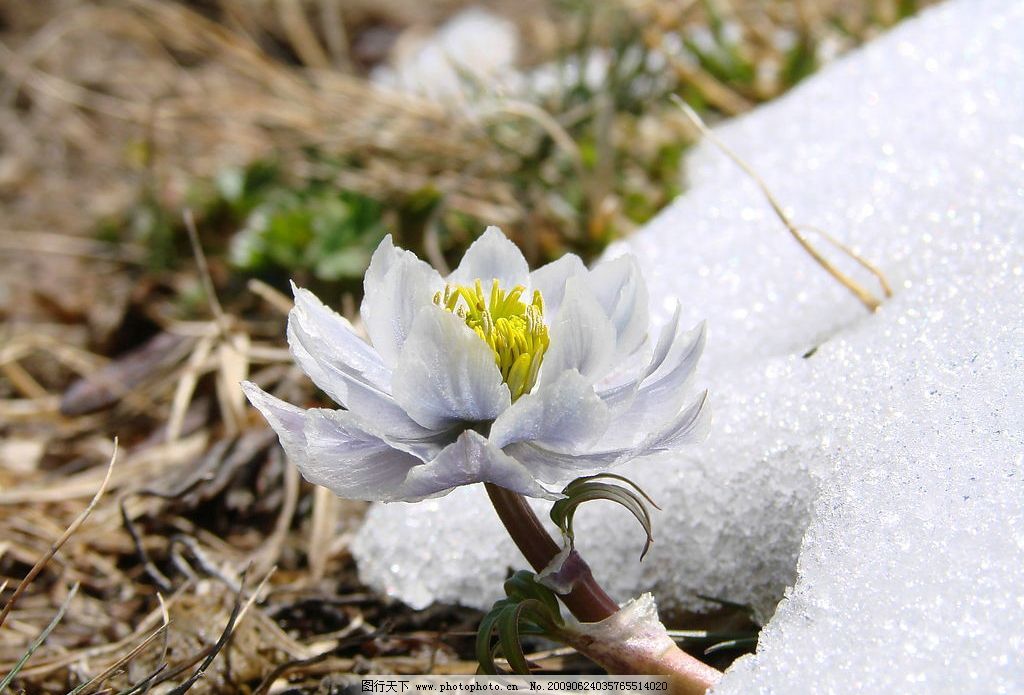 西藏雪莲花