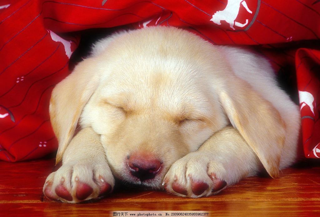 狗狗睡觉 动物世界 宠物 可爱 小狗 犬 摄影图库