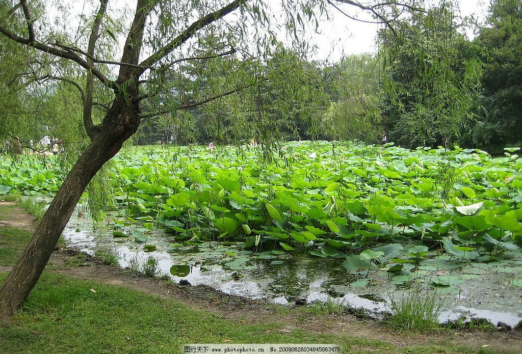荷塘 荷花 荷叶 池塘 柳树 公园 风景 自然景观 自然风景 摄影图库